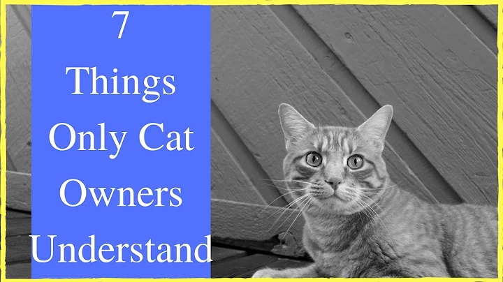 7 Things Only Cat Owners Understand (Part 1)