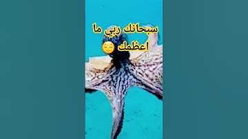 قران كريم. القاريء محمد البراك سورة الغاشية