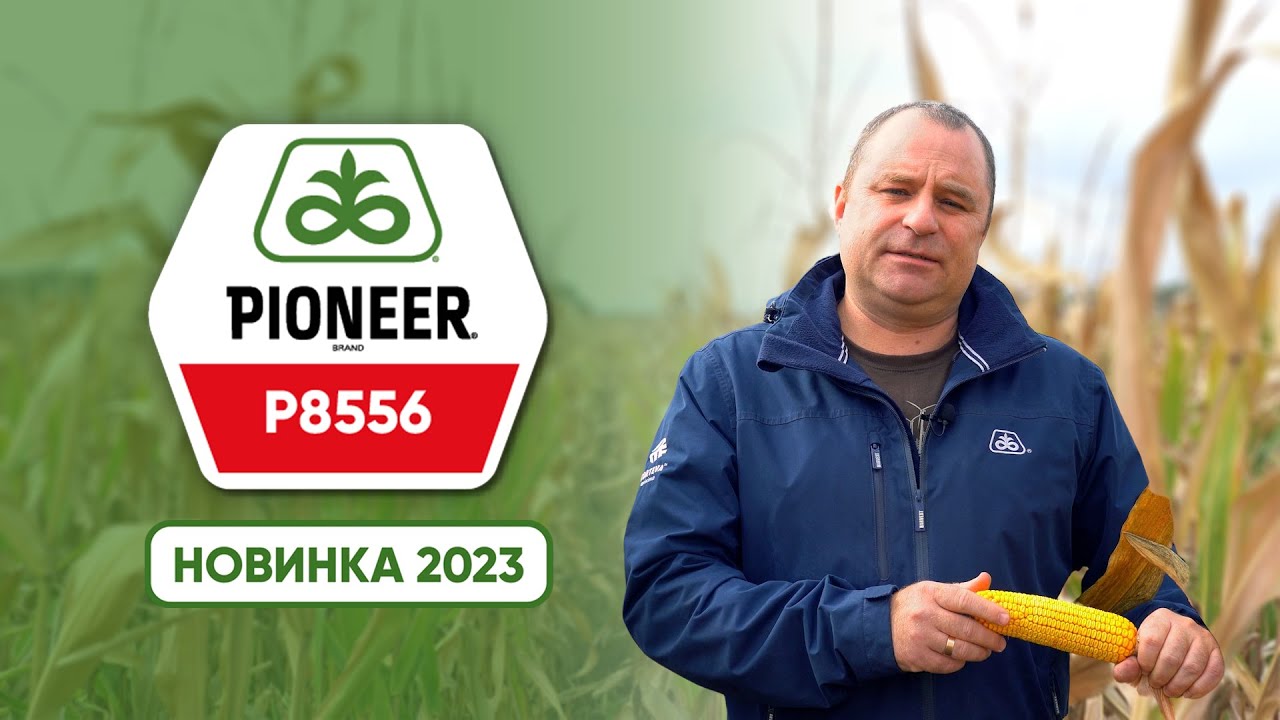 P8556 – ранньостиглий гібрид Pioneer®