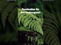 Der Farn: Verborgene Haine und keltische Geheimnisse 🌿