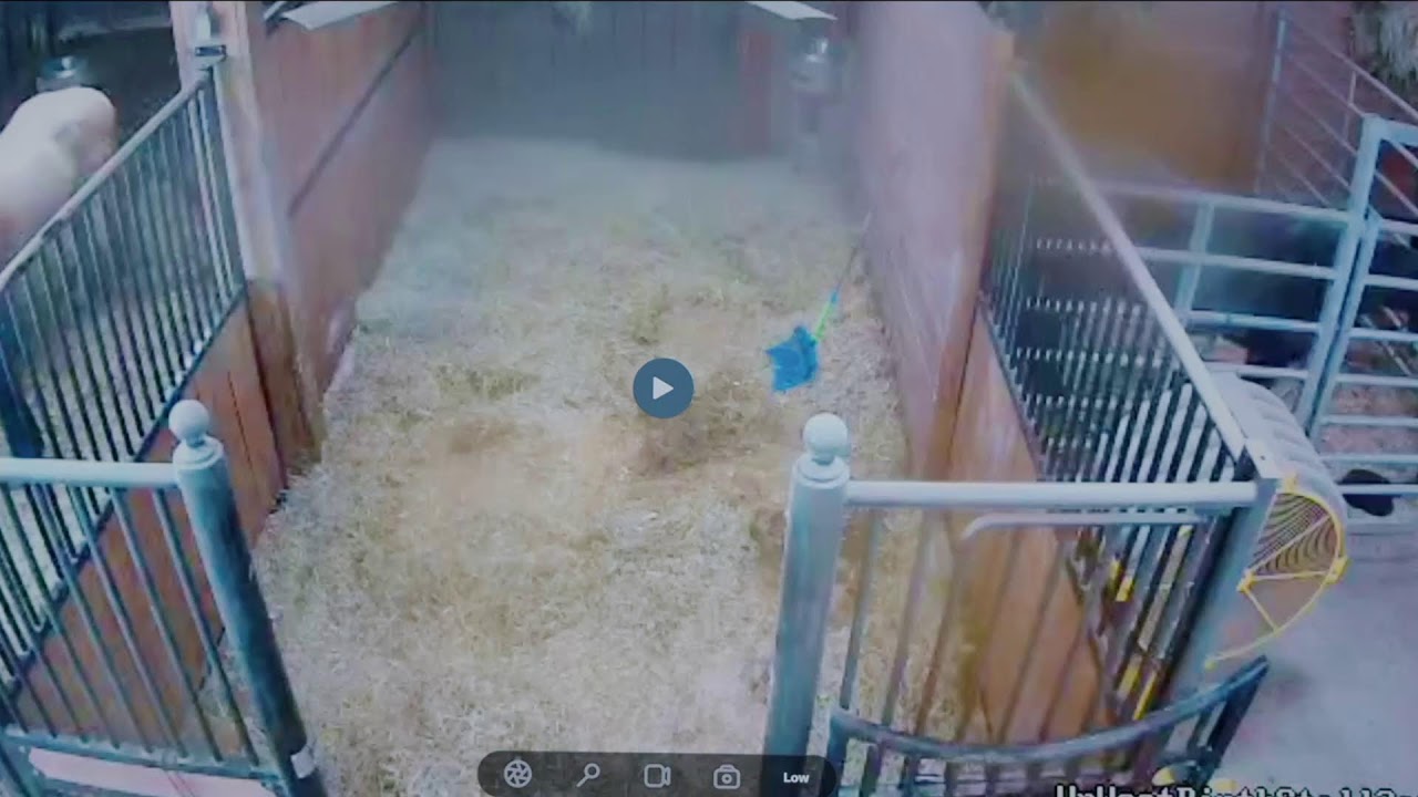 Foal Watch Live Cam 02.26.2026