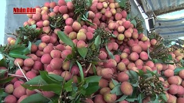 Vải thiều Thanh Hà, Hải Dương được mùa, được giá