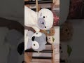 うみのいきものペアで撮ったよ🦭🐧🩵 #ぬいぐるみ #stuffedtoy #キミに100パーセント #クレヨンしんちゃん #fypシ