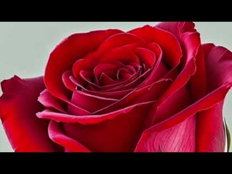 الفه بن رمضان قلبي سعيد