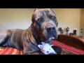 XL Bully and his bff Frenchie XL Bully and his bff Frenchie