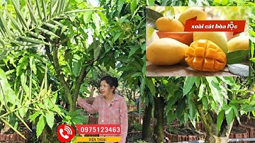 Xoài cát hòa lộc cây lỡ lớn mùa sao cho trái thơm ngon ngọt trồng khu sinh thái, sân vườn..vvv