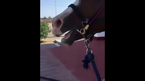 صهيل الخيل 