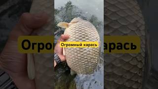 🤯Карась монстр #карась #трофейныйкарась #рыбалка #рыба #фидер #карасьнафидер