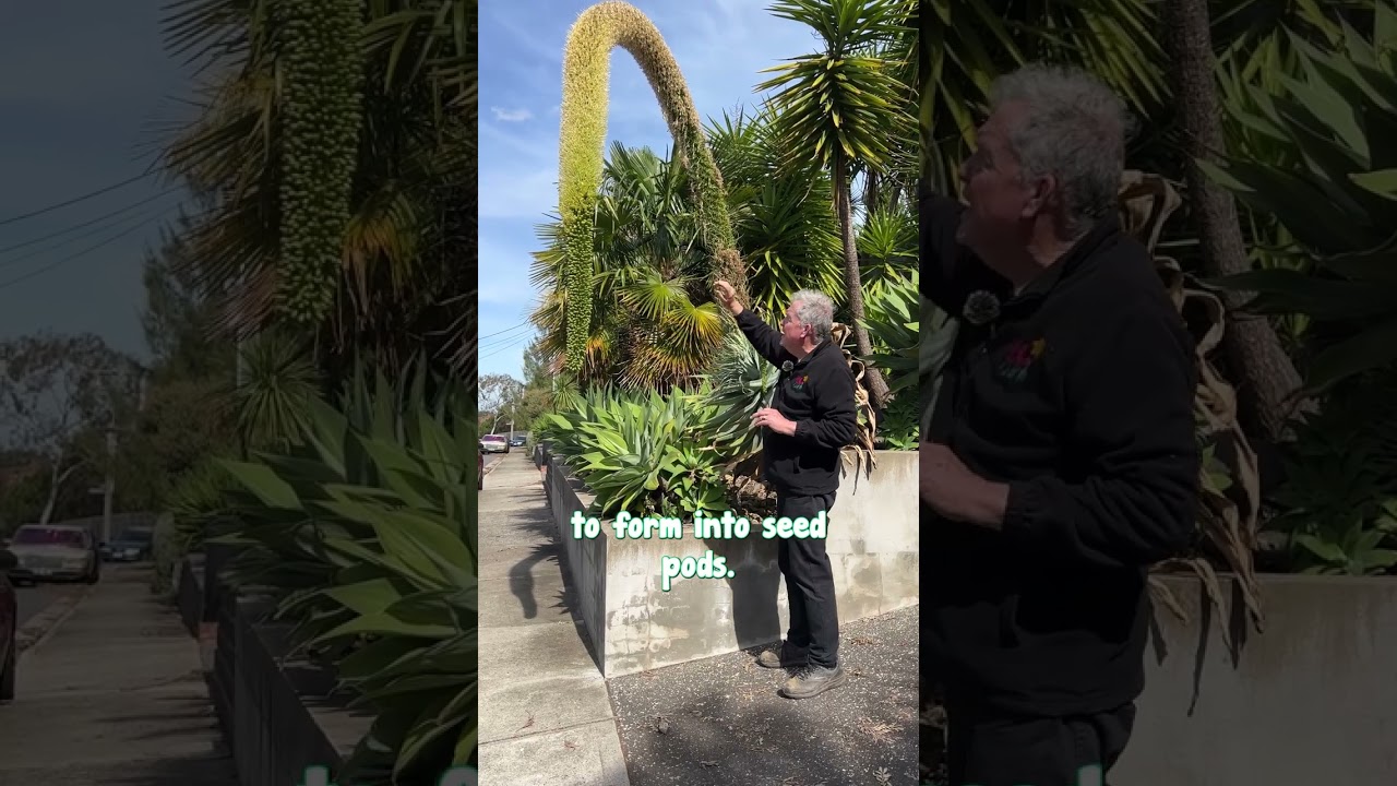 Вы когда-нибудь видели цветение агавы? Поделитесь своими впечатлениями!