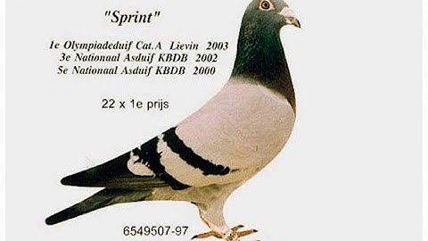 Albert Marcelis - Loft based from the pigeons of Bricoux and Janssen Brothers