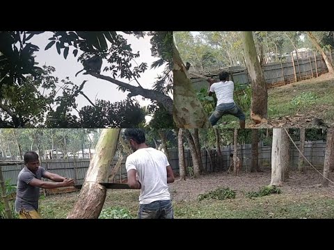 Conventional tree felling technique || Classic way to cut down trees | Manual tree felling technique