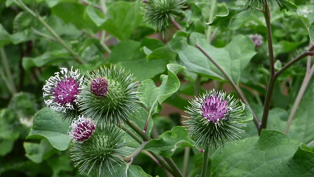 筑波実験植物園の植物 ゴボウの花が咲いていました ｈ28 7 6 Youtube