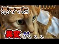 茶ママにまさかの異変が起きました。