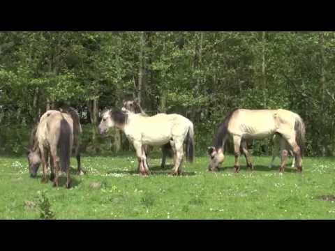 Video: Konik Horse Breed Hypoallergenic, Health And Life Span