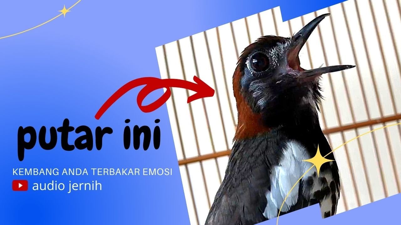 ANIS KEMBANG NGECIT NGEPLONG membuat Anis Kembang anda auto birahi dan gacor dengan cepat !!!