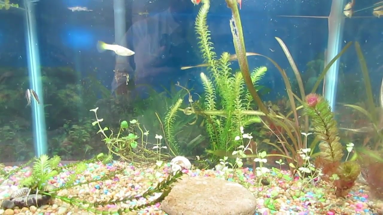 What is this bug that I found in my fish tank? YouTube