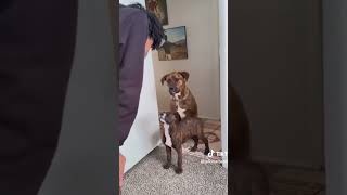 The Last Animal Clip Will Shock You… 😂 (Funny Moments Compilation)