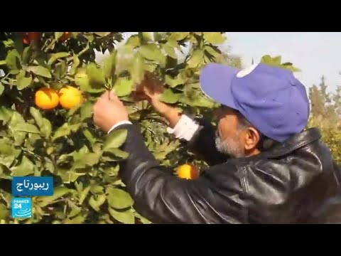 الحرب والتغير المناخي ومنافسة دول الجوار... عوامل عدة تؤثر على زراعة البرتقال في ليبيا • فرانس 24
