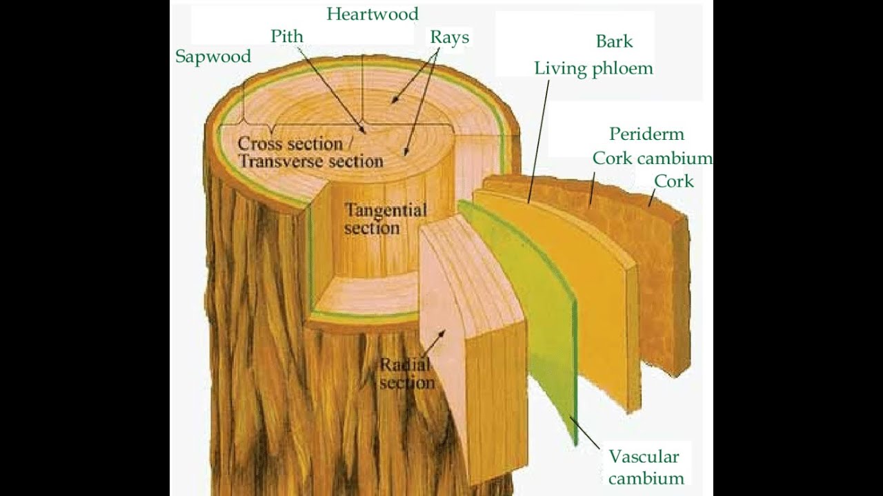 Луб и древесина структура