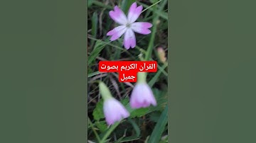القرآن الكريم بصوت جميل #quran #اكسبلور #قرآن #تيك_توك #القرآن_الكريم #لايك #راحة_نفسية #تصويري #في