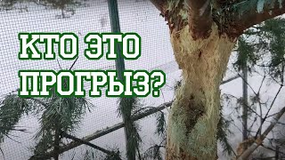 Дятел или бобр? by Центр реабилитации «Воронье Гнездо» 4,429 views 1 month ago 12 minutes, 51 seconds