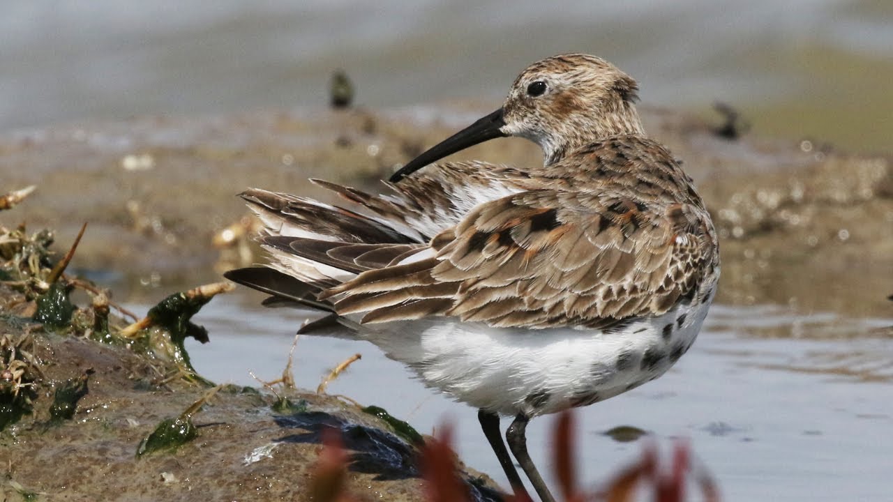 Dunlin Preening Feather Care | Calidris alpina