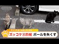 『ズッコケ3匹組 ボール失くす キャッチボールで遊んでいたら・・・』