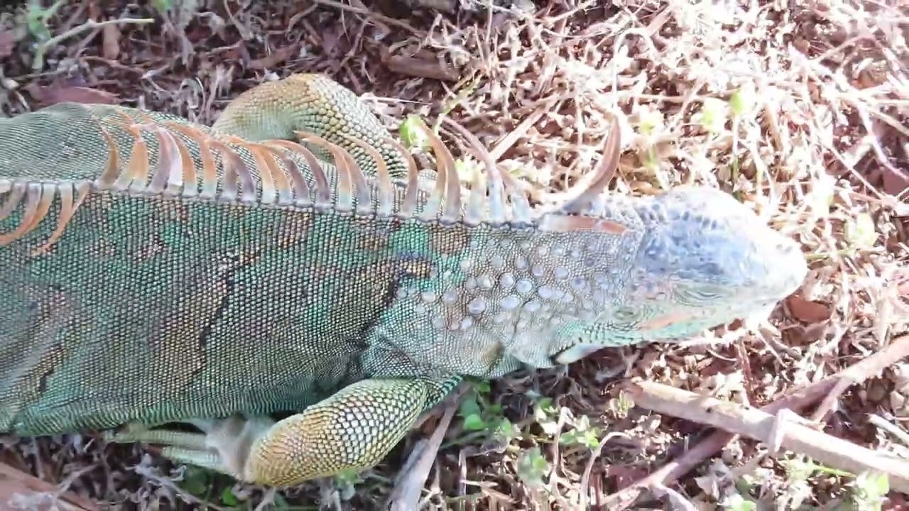 Carolina Blizzard  Cold Temperatures To Treasure Coast Florida, Wild Animals Half Frozen