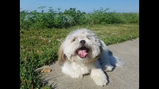 Scooter - 9 Month Old Maltese Mix - Dog Training Omaha Nebraska, Off Leash Dog Training