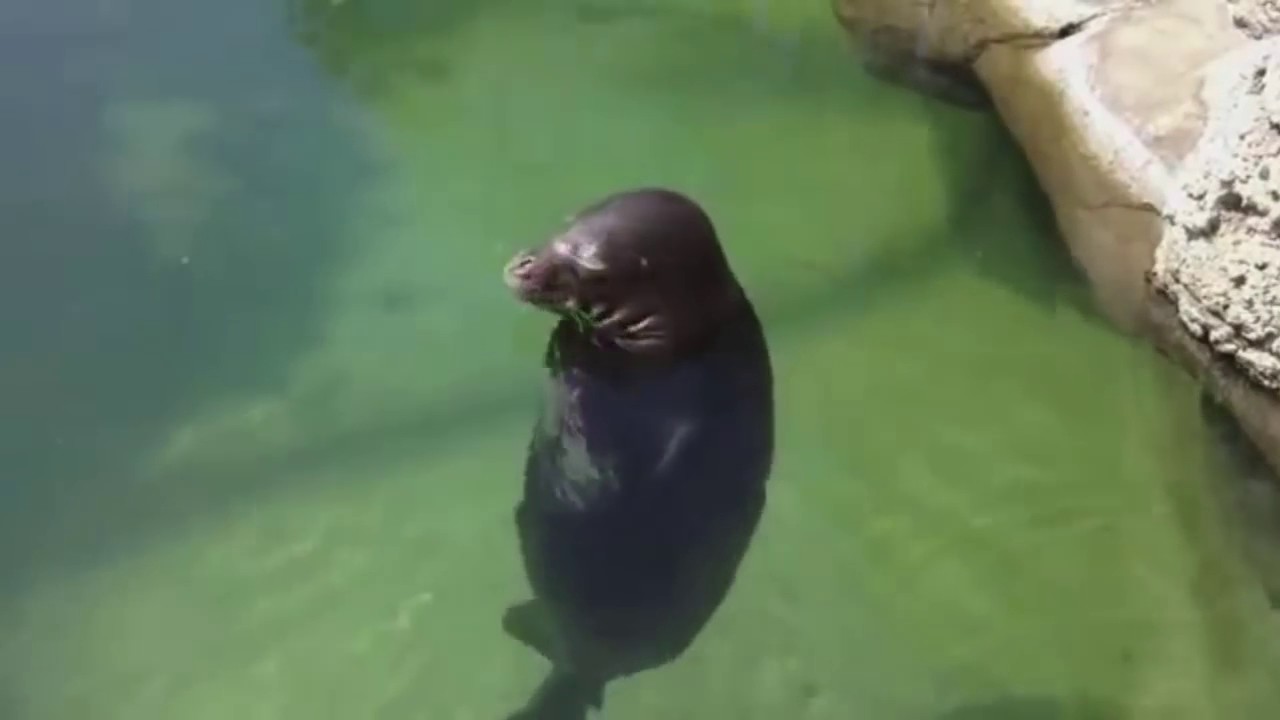 Spinning seal song (1 HOUR LONG) YouTube