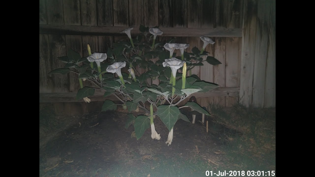 Datura Innoxia Bloom Time-Lapse Plant #2 - YouTube