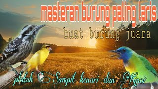 Masteran burung paling laris❗ platuk Sampit kenari dan Kinoi 🔥