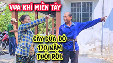 Vua Khỉ cưa cây Dừa có tuổi đời gần 200 tuổi tại Tân Trụ, Long An (1/2)...