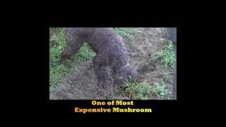 Truffle Mushroom One Of The Most Expensive Mushroom