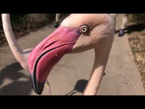 home-safari---greater-flamingo---cincinnati-zoo
