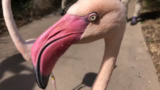 Home Safari - Greater Flamingo - Cincinnati Zoo