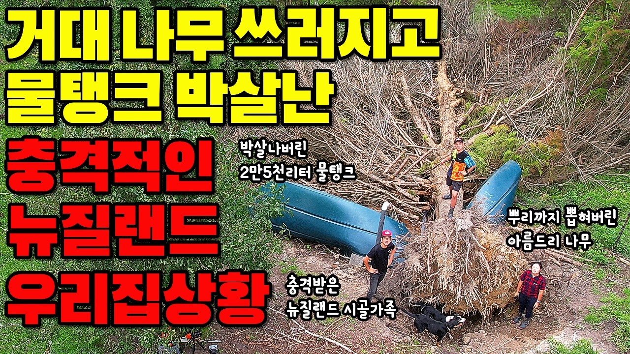 뉴질랜드 역대급 폭풍에 거대 나무 쓰러지며 2만5천리터 식수 물탱크를 박살냈습니다