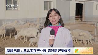 [中国三农报道]新疆巴州：羊儿宅在产业园 吃好喝好身体棒|农业致富经 Agriculture And Farming