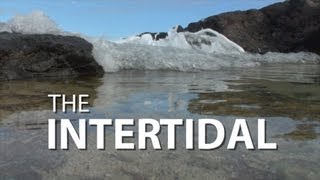 The Intertidal | UnderH2O | PBS Digital Studios