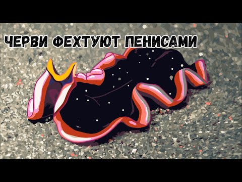 Плоские черви фехтуют пенисами