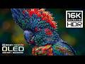 Never Ever Seen OLED HDR | 16K Nature Animals | Dolby Vision 120FPS (8K/4K Ultra hd TV)