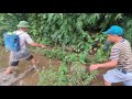 Morning Fish Harvest Routine | Simple Rural Life