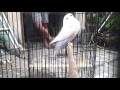 Gambar Burung Lovebird Pasput