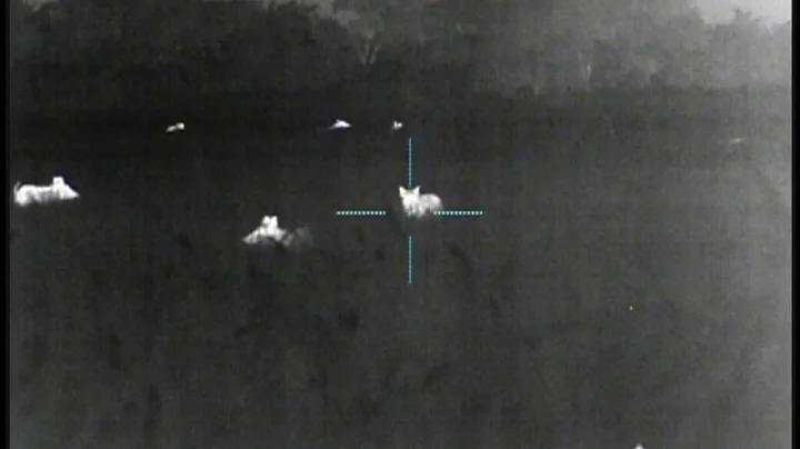 Squeal Team Six... 107 Wild Hogs Down!