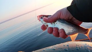 НАБОМБИЛИ ПЛОТВЫ Рыбалка с ЛОДКИ Грузовка в ДЕЛЕ Кременчугское водохранилище 