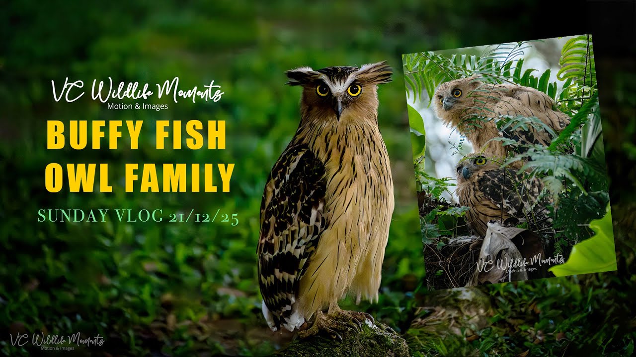 Buffy Fish Owl Family Pasir Ris Park Sunday VLOG