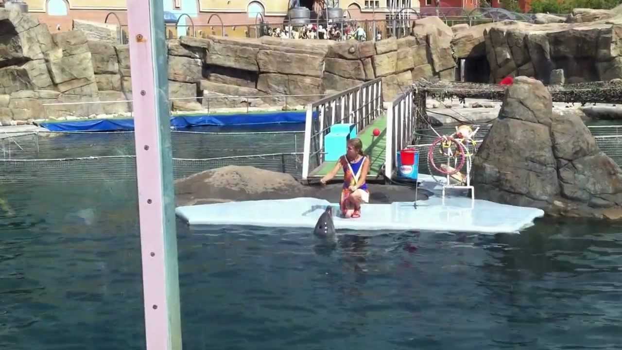 Дельфинарий (Московский зоопарк июль 2012 г.).mp4 - YouTube