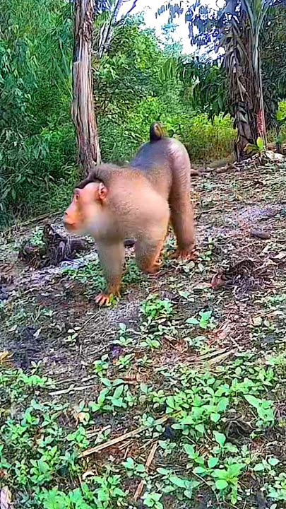 🔴When the king of monkeys came, the birds became noisy