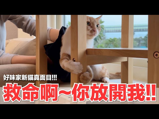 【好味小姐】救命啊～你放開我！！｜好味貓日常224
