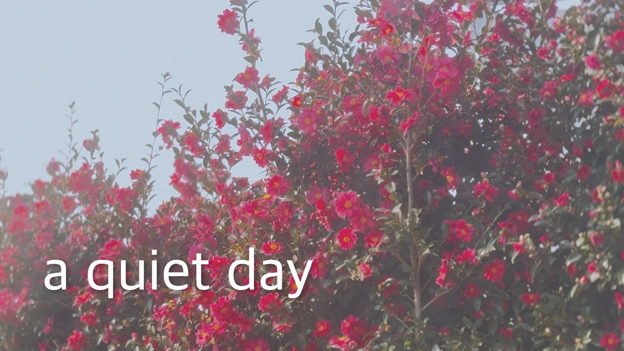 steady jeju daily vlog | a day of pouring coffee, places to stay, fritz, camellia flowers